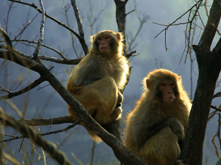“kaiyun开云网页版”内乡县夏馆镇镇北中心小学：视频家长会构筑家校沟通网