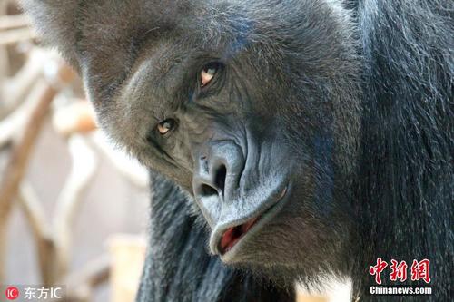 成都治疗甲状腺瘤的费用?‘kaiyun开云网页版’(图2) kaiyun开云官方在线登录