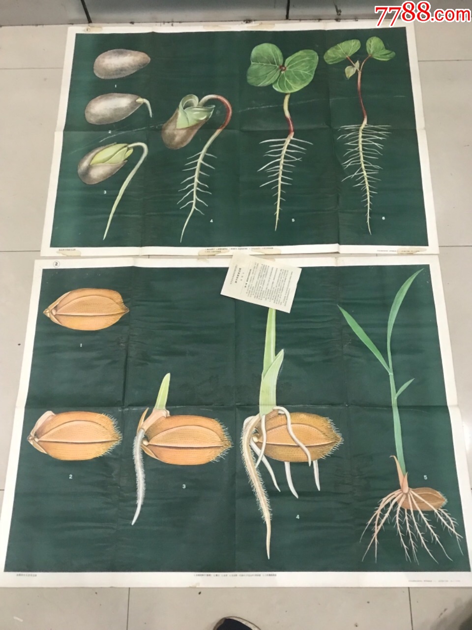 kaiyun网页登录入口：捷报|基蛋生物糖化血红蛋白(HbA1c)产品获IFCC认证！