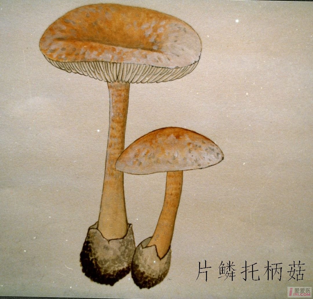 kaiyun网页登录入口|苹果计划为设备提供互联网电视服务