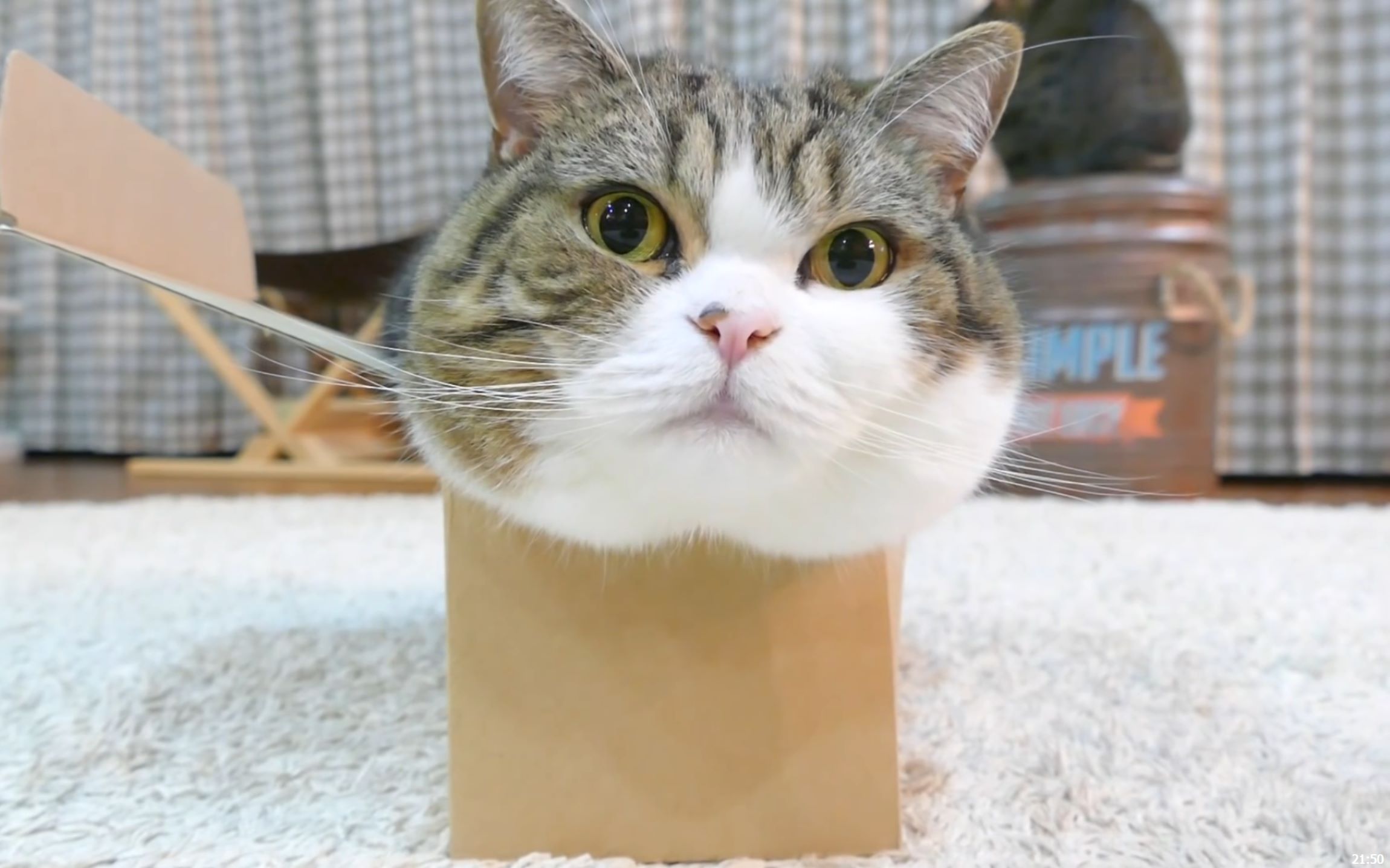 为什么大脑忙起来人就容易饿_kaiyun开云官方在线登录