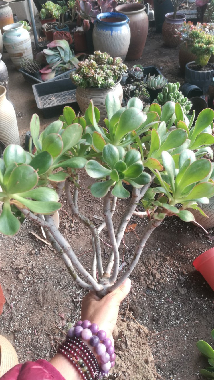 iOS 13.4首个公测版放出：一大波更新降临：kaiyun开云网页版